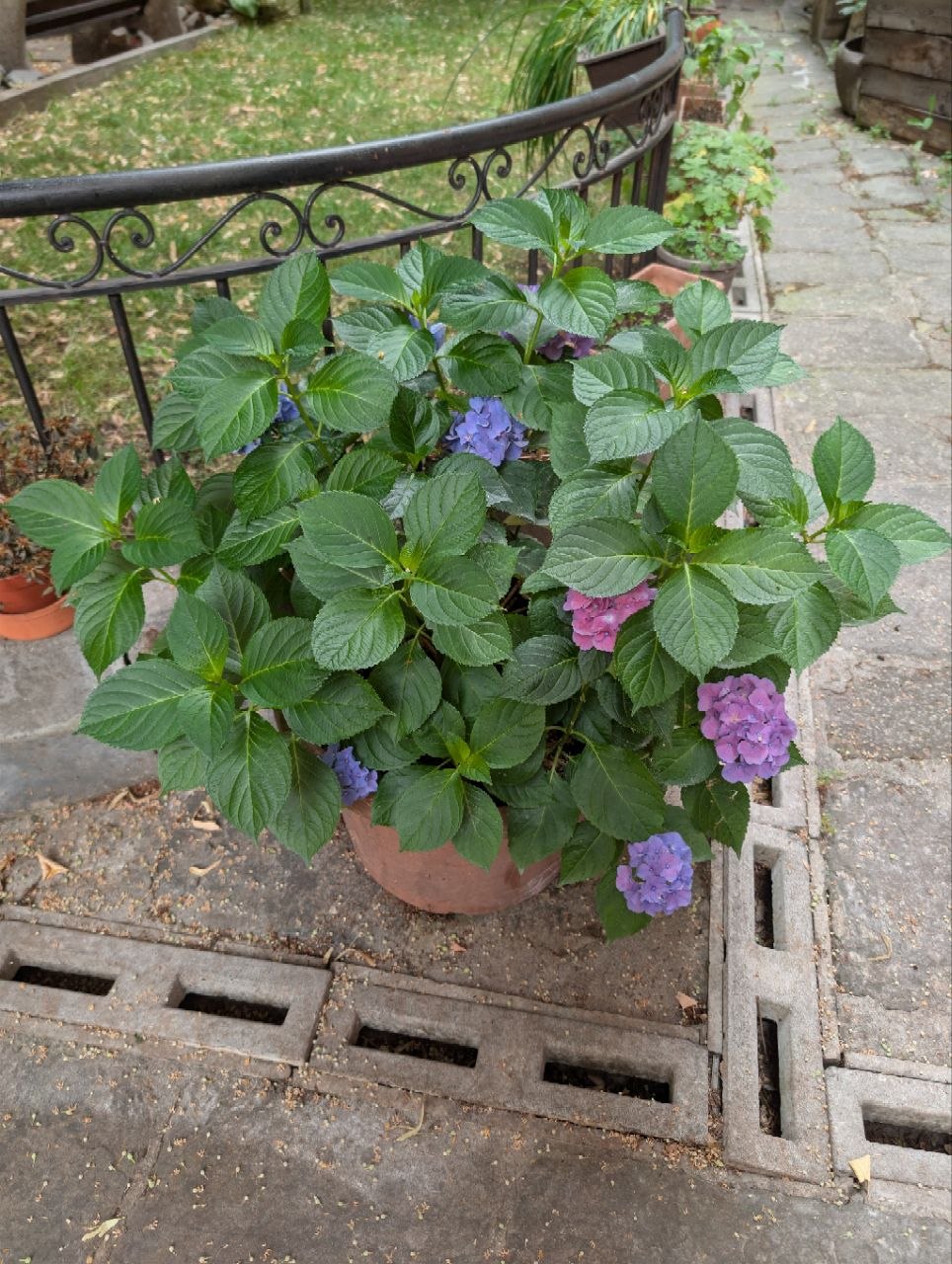 Last year's hydrangea (2025)