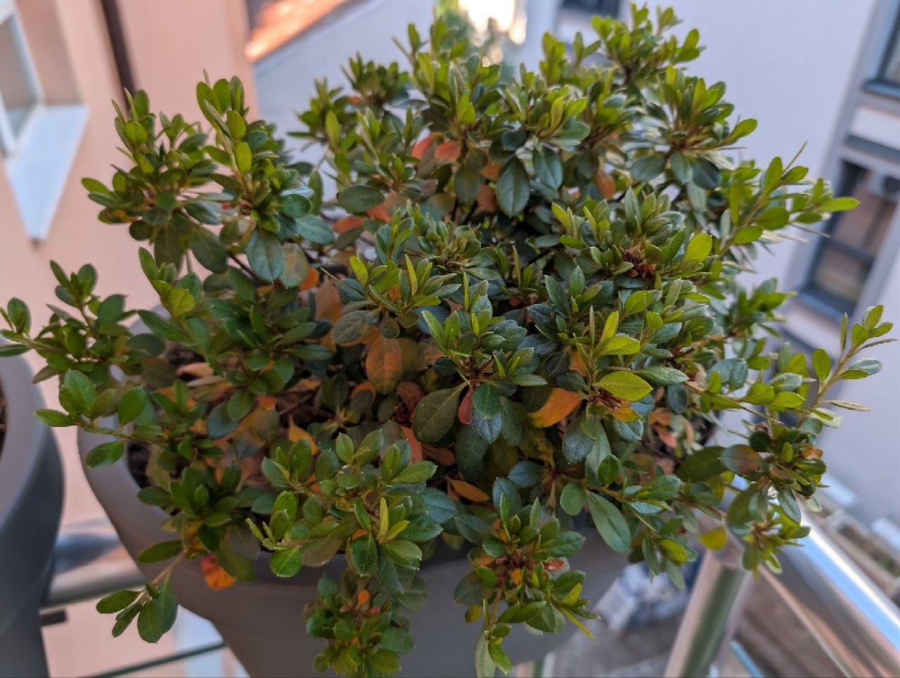 Azalea on balcony