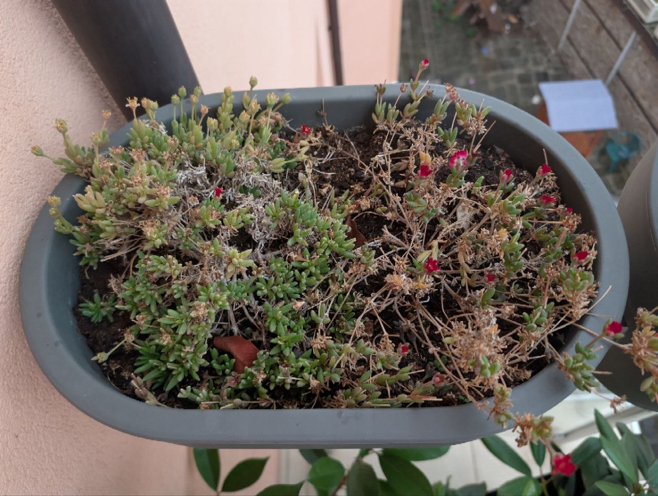 Succulent with pink flowers