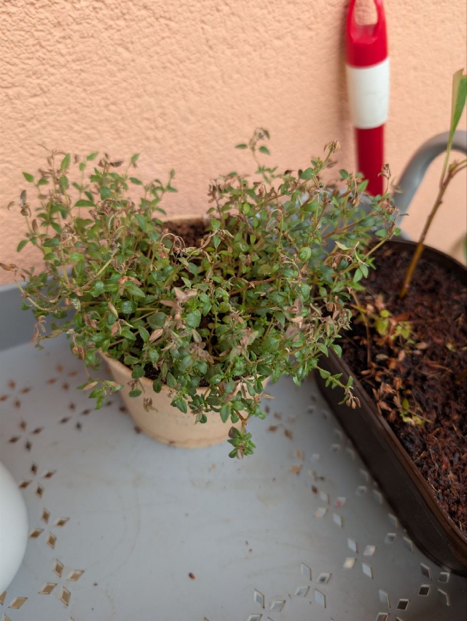 Thyme plant