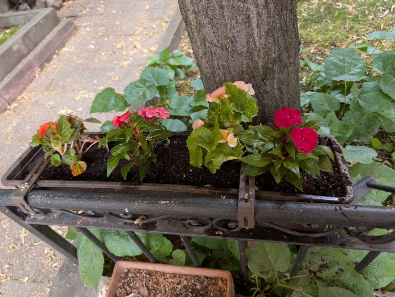 Begonia planter on railing