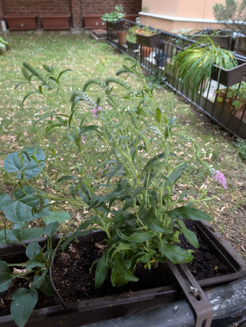 Veronica planter