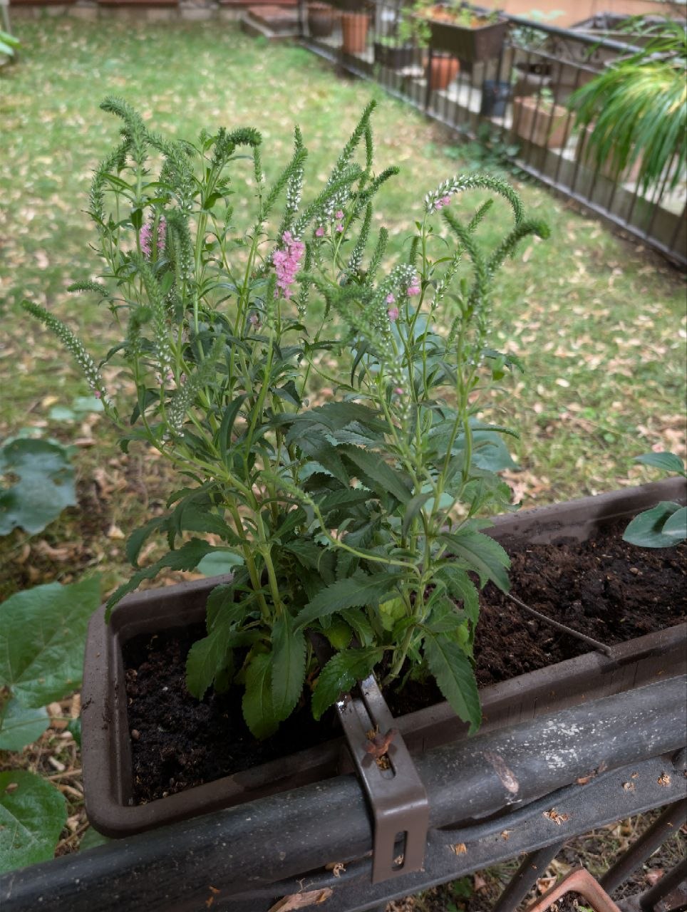 Veronica planter close-up