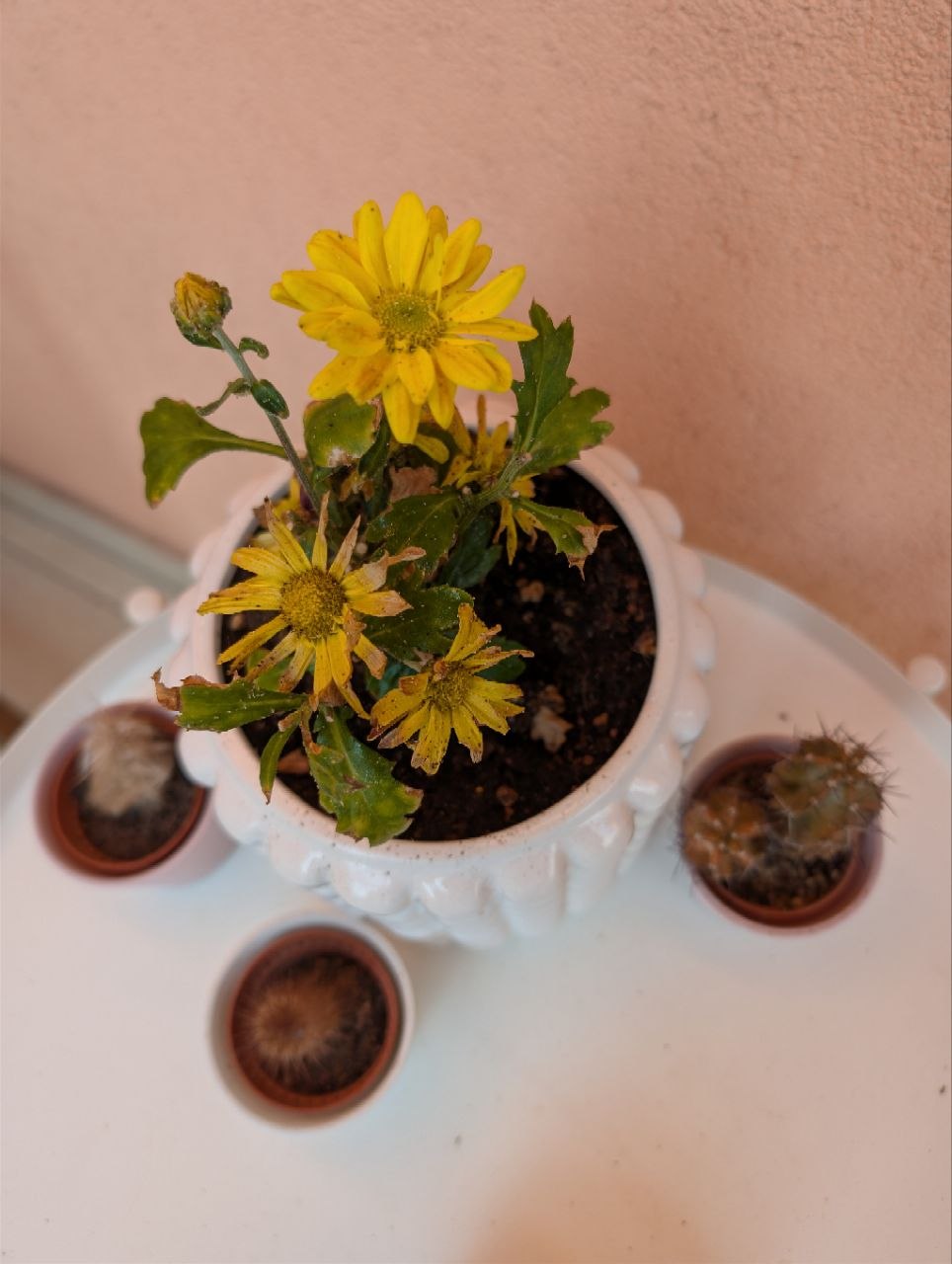 Yellow chrysanthemums with cacti