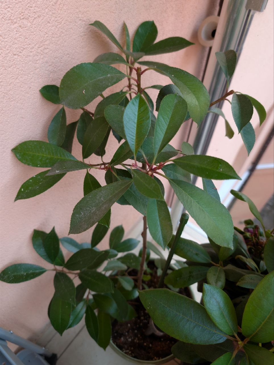 Photinia Red Robin young plant