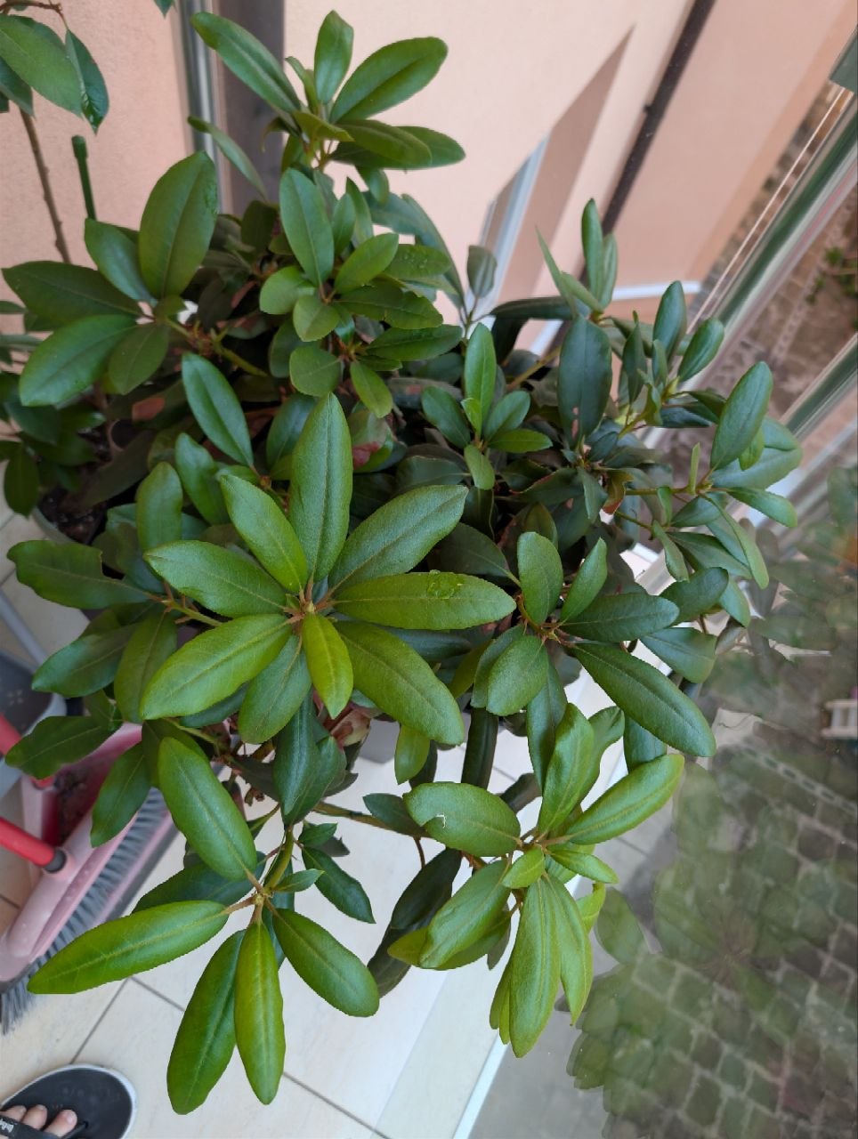 Rhododendron on balcony