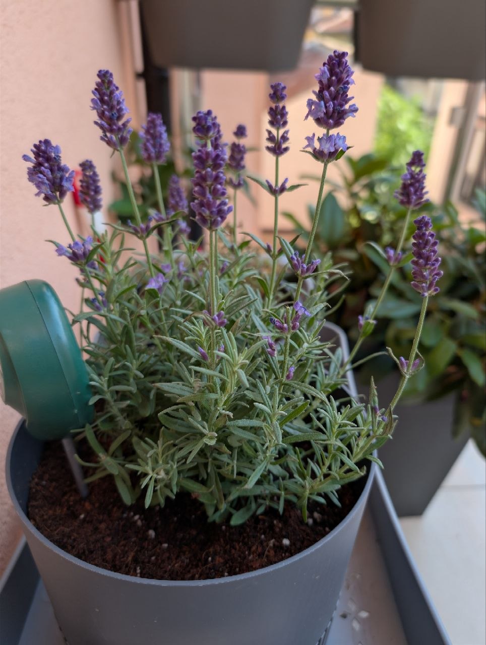New lavender on balcony