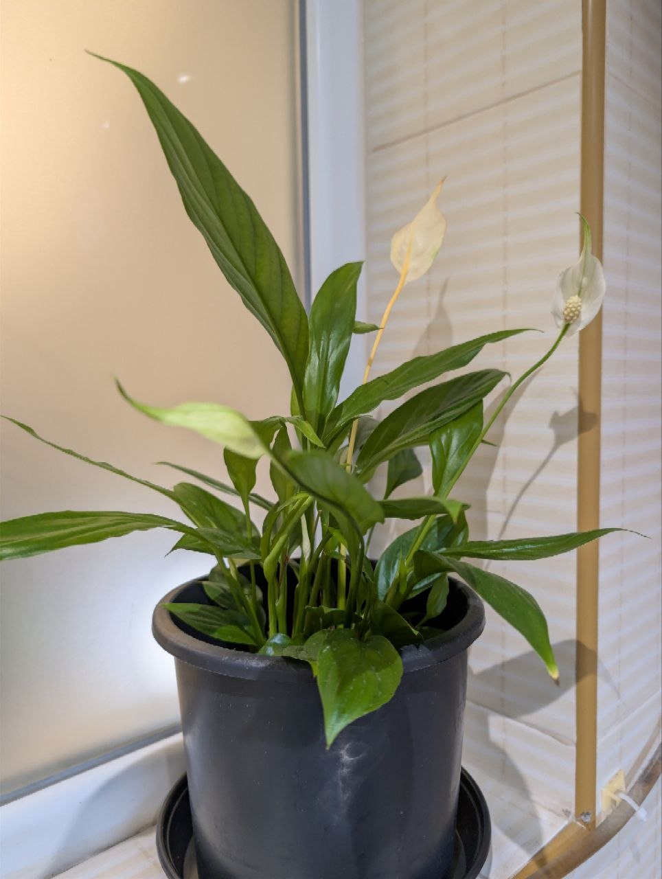The only flower in the bathroom