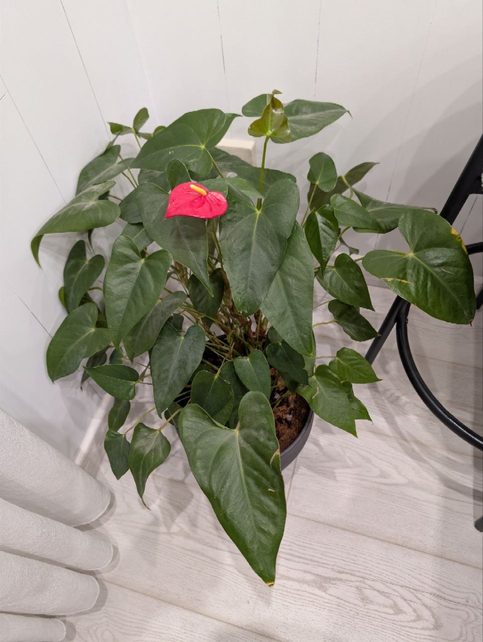 Kitchen Anthurium (new plant!)