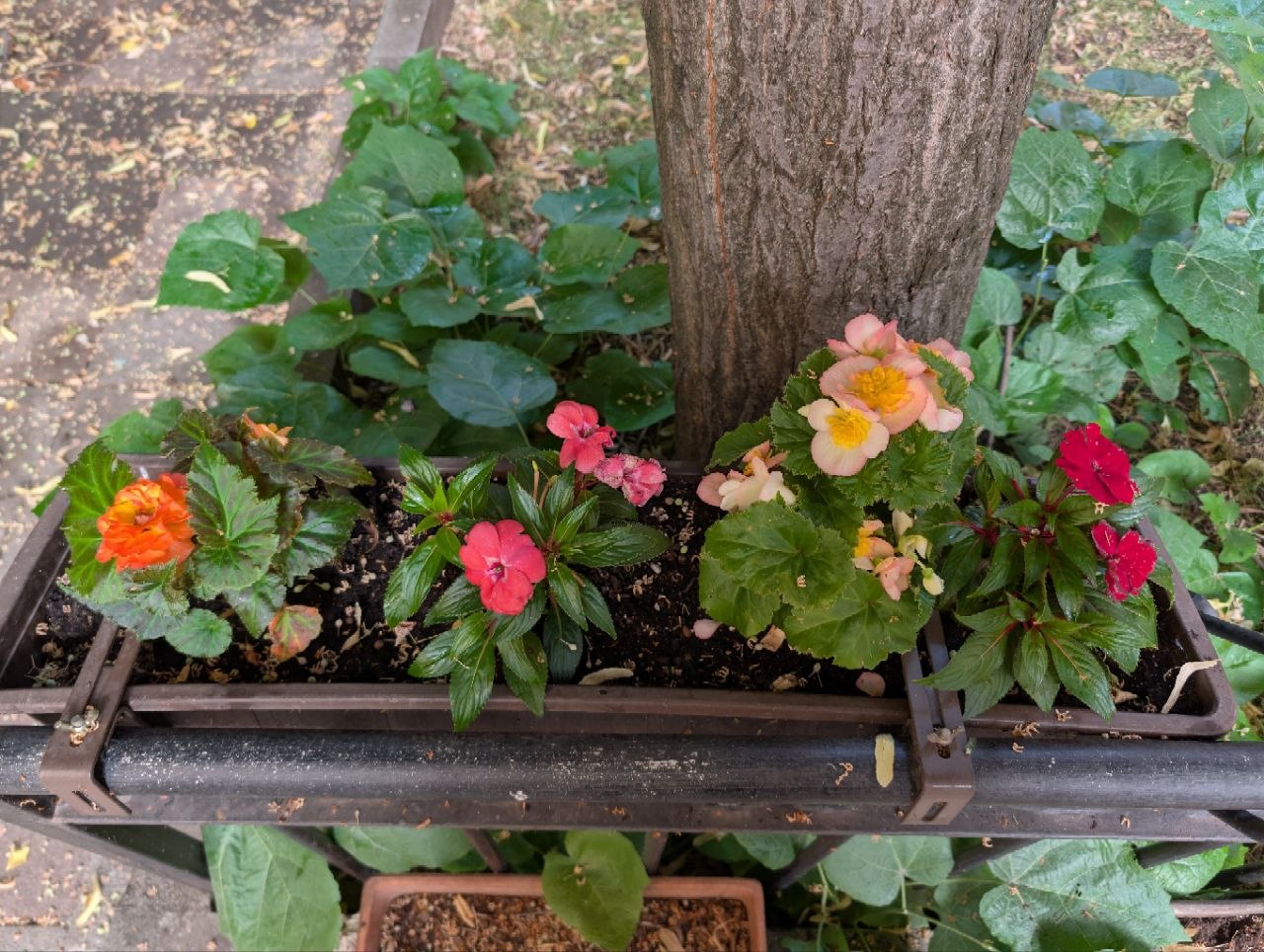 Planter update (no new plants)